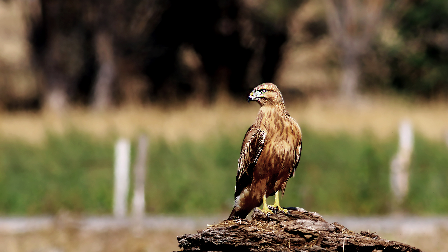 Long-legged Buzzard